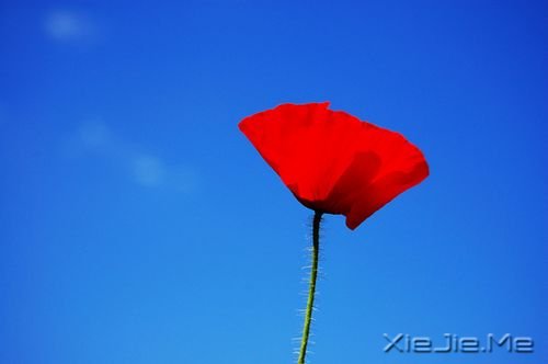 豁达人生必备的8味良药 (1)